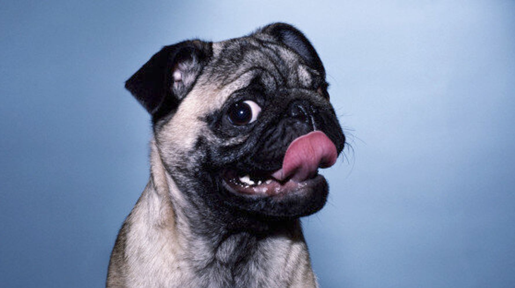 The deadly reason why you shouldn't let dogs lick your face