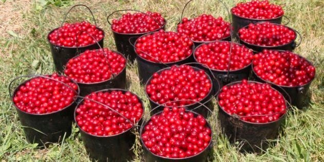 Buckets of freshly picked Montmorency cherries