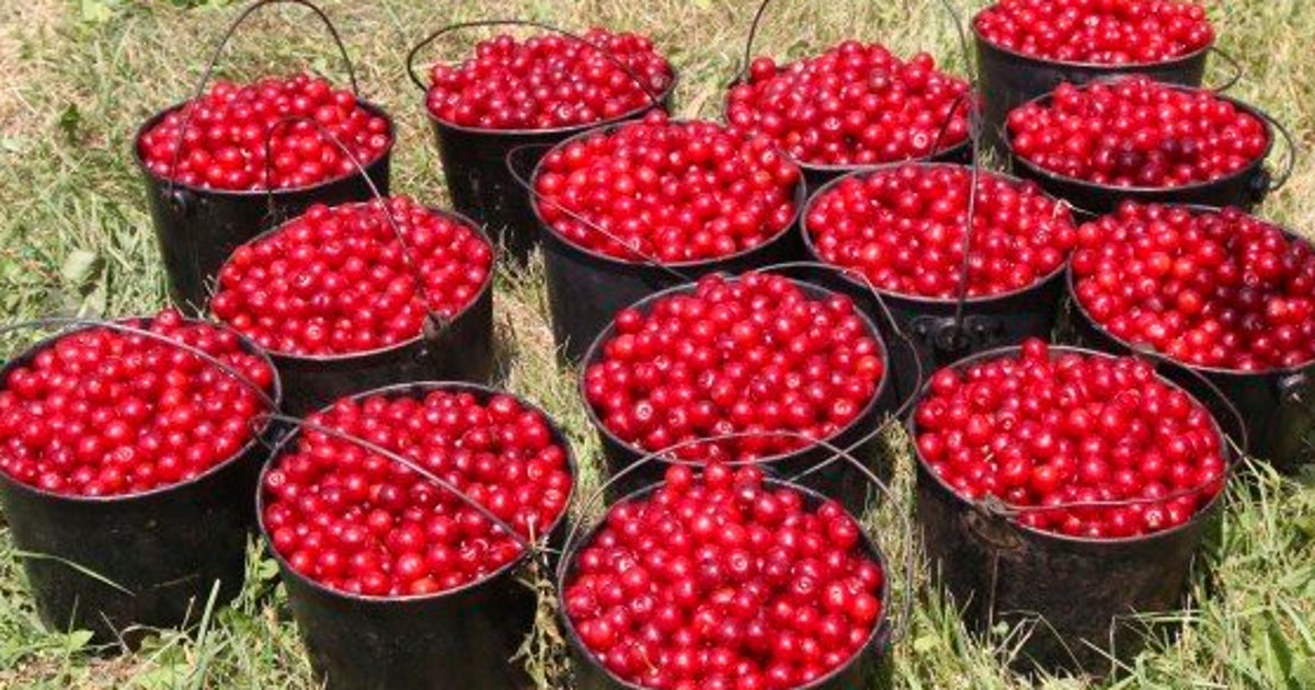 Montmorency Cherry Juice Can Reduce High Blood Pressure, Study Finds