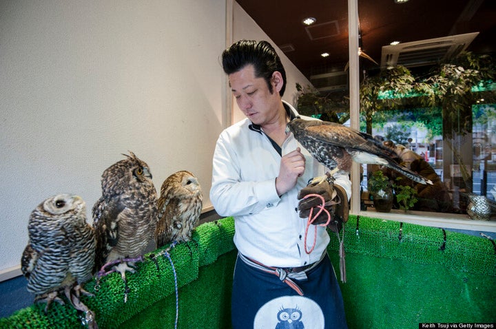 Owl Cafe Osaka - It's a hoot!