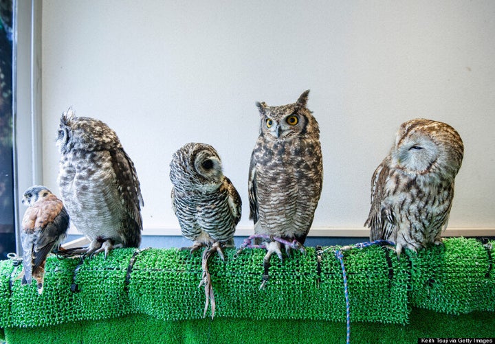 Owl Cafe Osaka - It's a hoot!