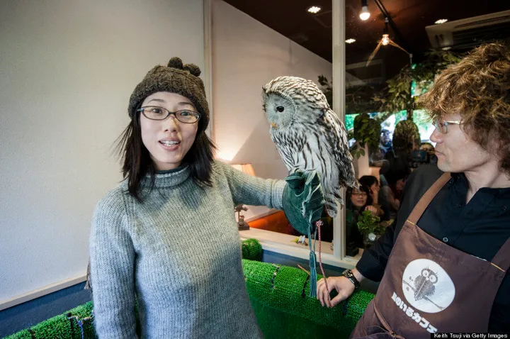 Owl Cafe Osaka - It's a hoot!