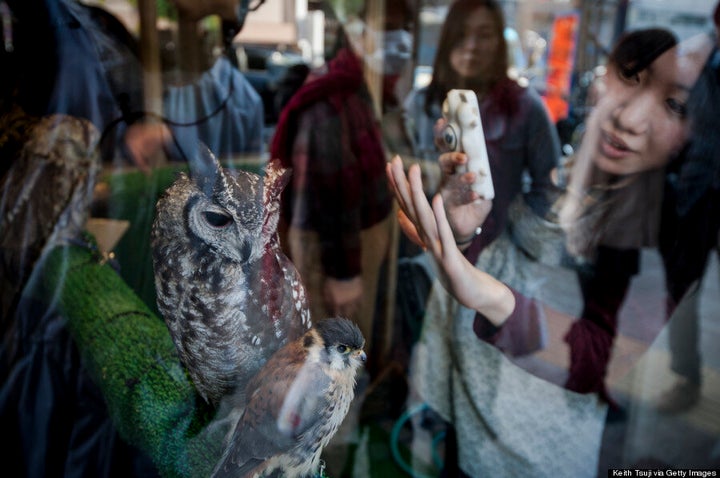 Owl Cafe Osaka - It's a hoot!