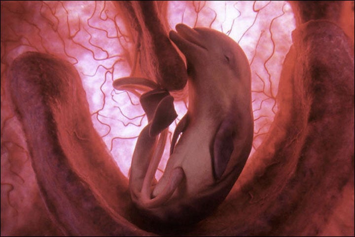 Photos Of Animals In The Womb Will Blow Your Mind | HuffPost Life Photos Of Animals In The Womb Will Blow Your Mind | HuffPost Life