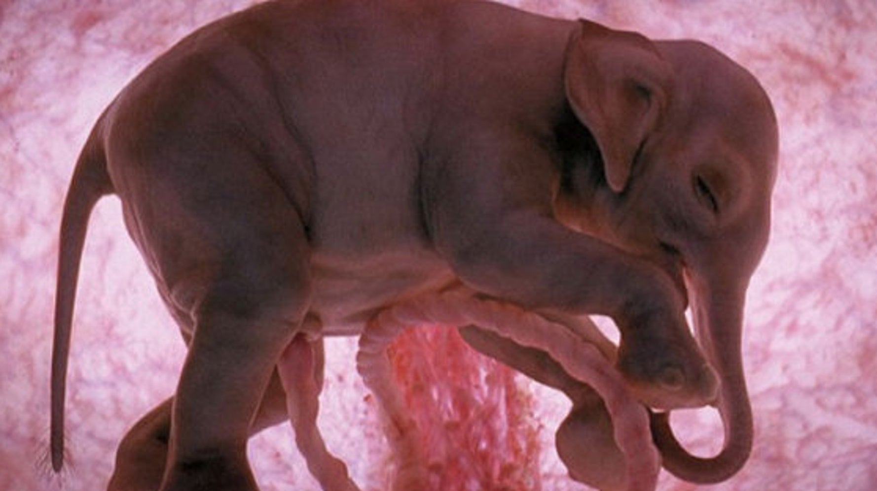 Photos Of Animals In The Womb Will Blow Your Mind | HuffPost Life Photos Of Animals In The Womb Will Blow Your Mind | HuffPost Life