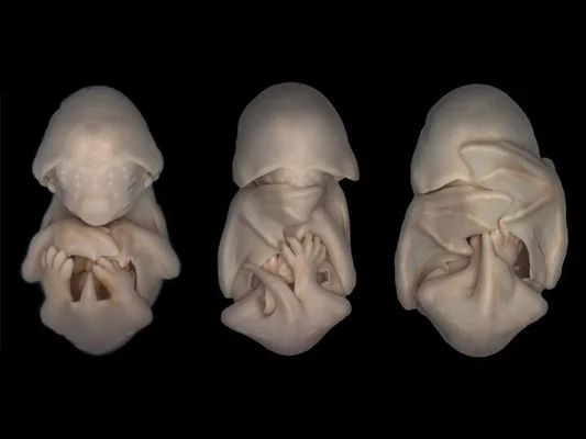 Photos Of Animals In The Womb Will Blow Your Mind | HuffPost Life Photos Of Animals In The Womb Will Blow Your Mind | HuffPost Life