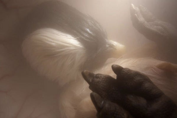 Photos Of Animals In The Womb Will Blow Your Mind | HuffPost Life Photos Of Animals In The Womb Will Blow Your Mind | HuffPost Life
