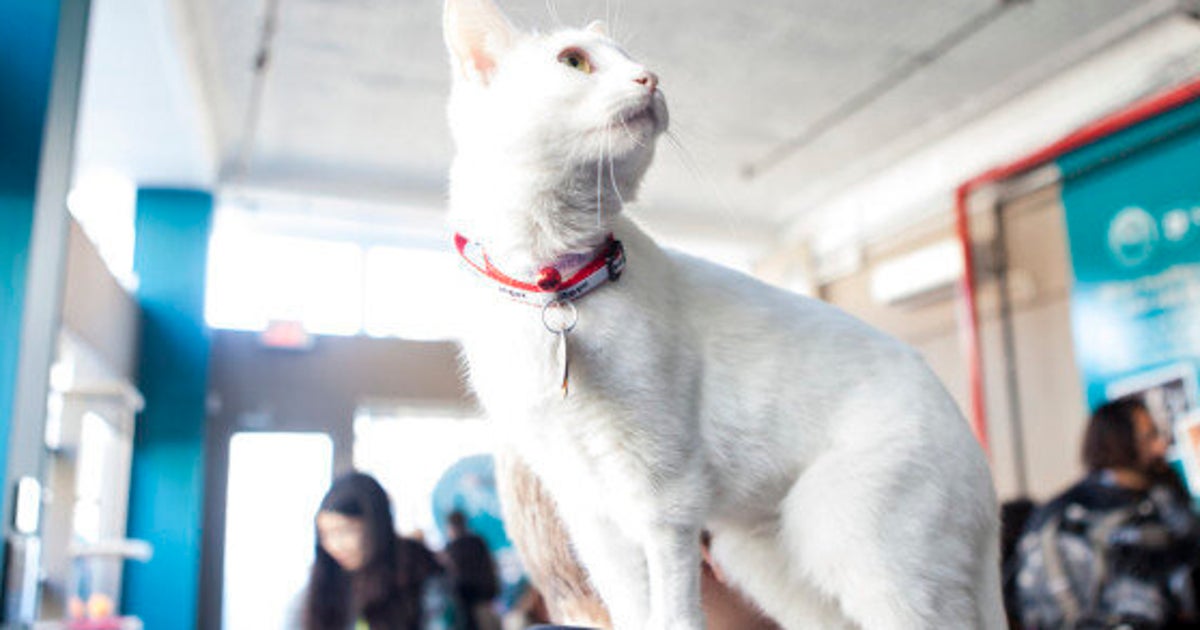 Vancouver Cat  Cafe  To Become A Reality HuffPost Canada