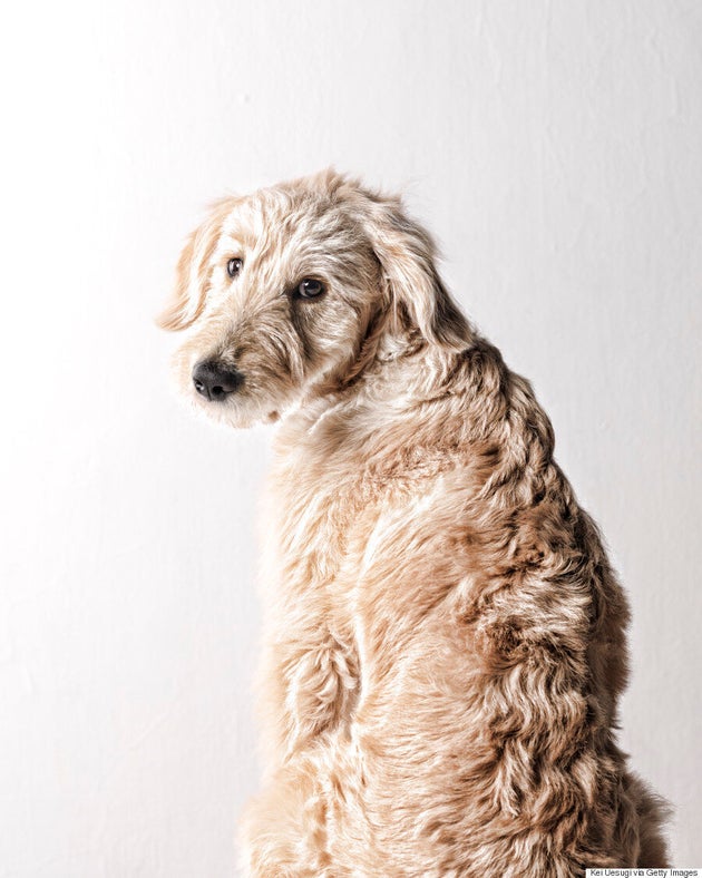 8 Things Dog Owners Need To Know About Preventing Ticks