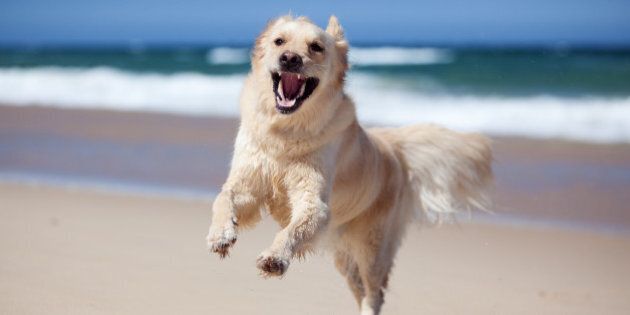 Excited golden retriever running on the beach