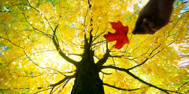 Caucasian woman holding red maple leaf under yellow tree