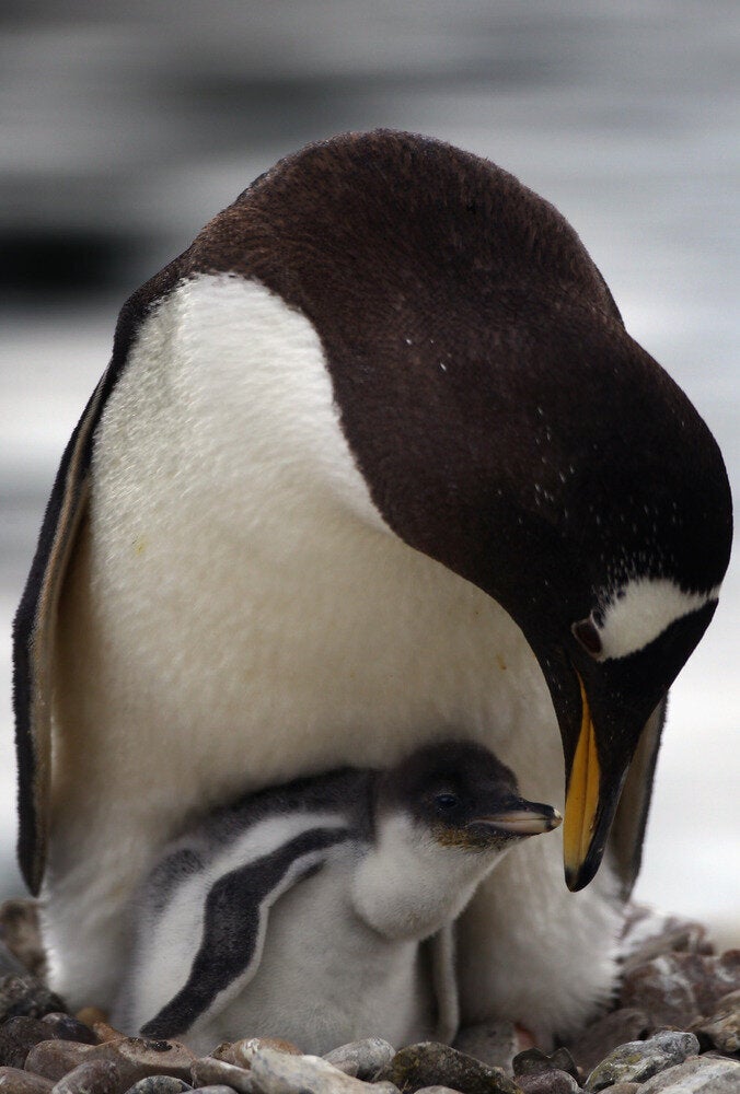 Penguins