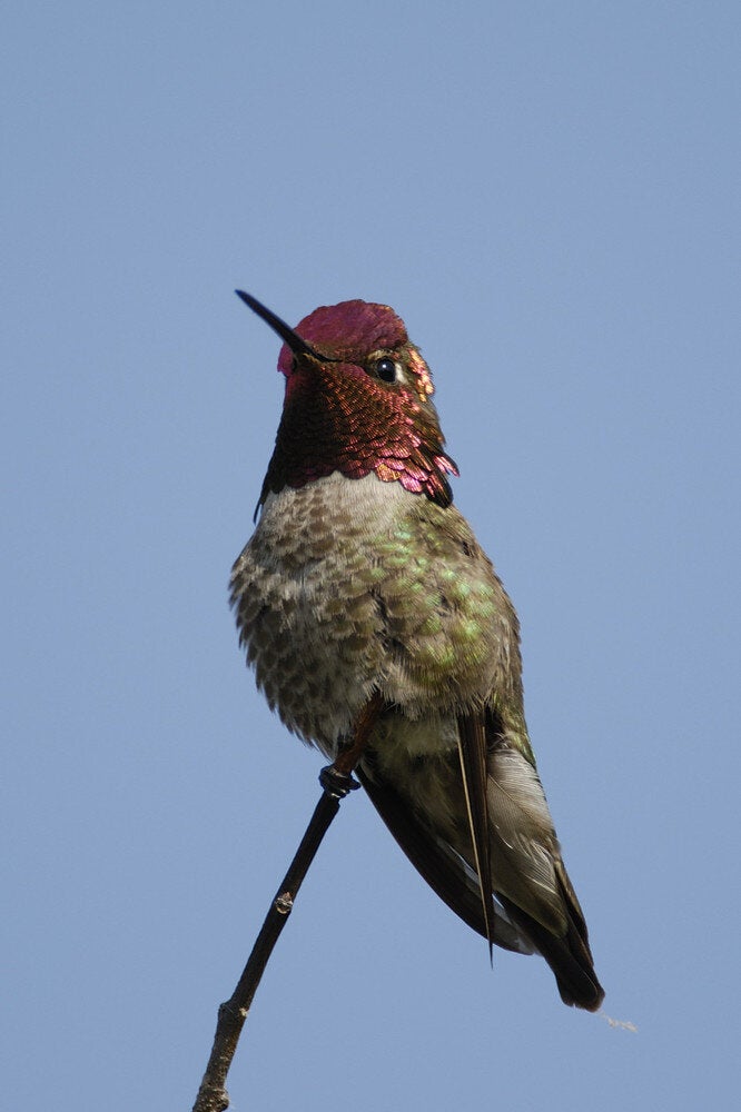 Anna's Hummingbird