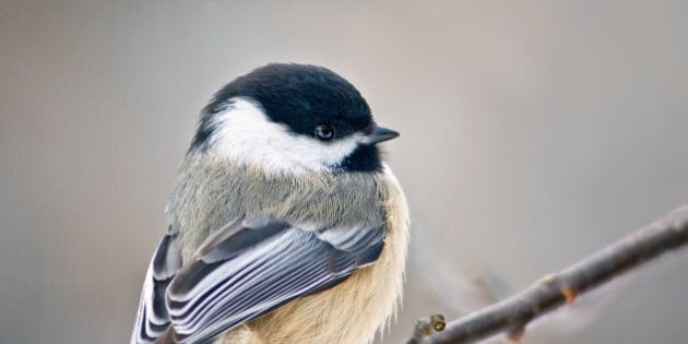 An undated photo provided by the Cornell Lab of Ornithology shows a Black-capped chickadee. A chickadee's two-note song and a song sparrow's trill can be subtly modified by low levels of PCBs, according to a study published this week in the journal PLOS ONE. (AP Photo/Shirley Gallant)