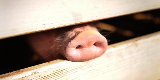 A pig pokes his snout through the rails of it's holding pen at the 61st Montgomery County Agricultural Fair on August 19, 2009 in Gaithersburg, Maryland. The Swine influenza virus, common throughout pig populations worldwide, is related to the same H1N1-type virus of 1918 that became the deadliest recorded pandemic of all time, with 20 to 50 million deaths worldwide. The good news, says the US Centers for Disease Control and Prevention (CDC), is that this descendant of the 'mother of all pandemics' is much less vicious. AFP PHOTO / Tim Sloan (Photo credit should read TIM SLOAN/AFP/Getty Images)