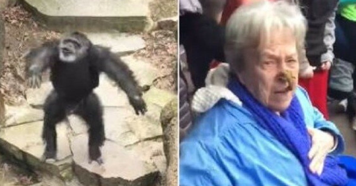 PoopThrowing Chimp Hits Grandma Right On The Nose HuffPost News