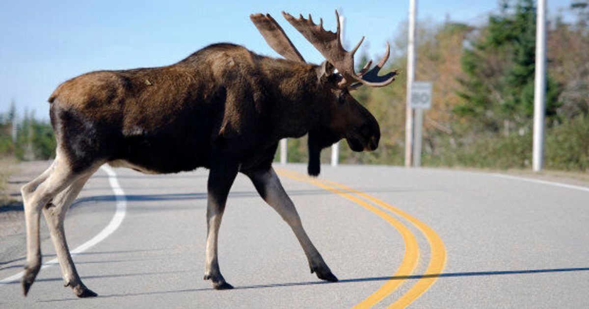 Newfoundland Driver Crashes Into Moose After Other Driver Crashes Into ...