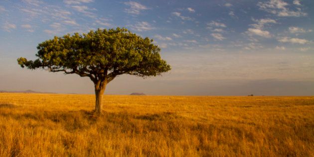 A idyllic lone Acacia tree stands out on the endless plains of the Seregeti National Park.