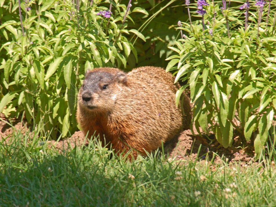 Groundhog Or Woodchuck?