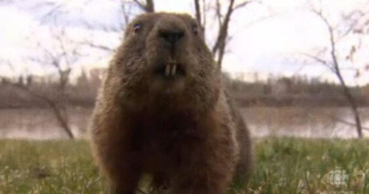 groundhog day 2025 edmonton alberta