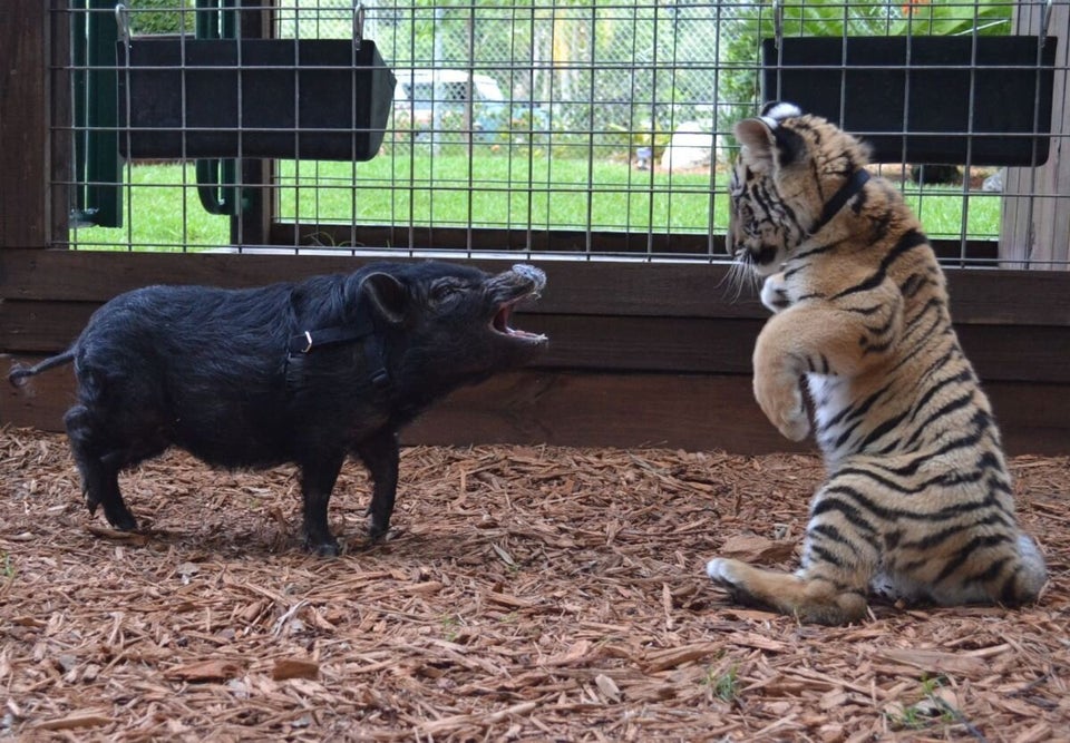 Unlikely Animal Friends