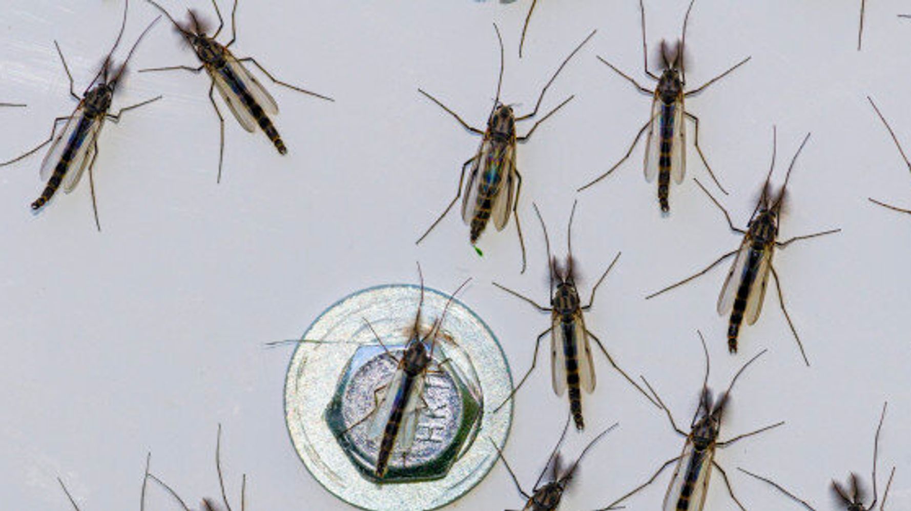 Small Flies In Toronto Swarming In Black Orgy Clouds 