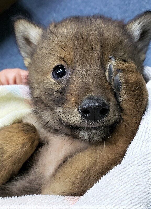 Carlo the coyote pup is doing much better now.