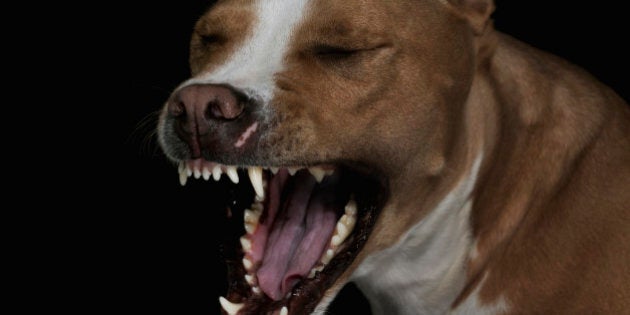 are american pit bulls banned in australia