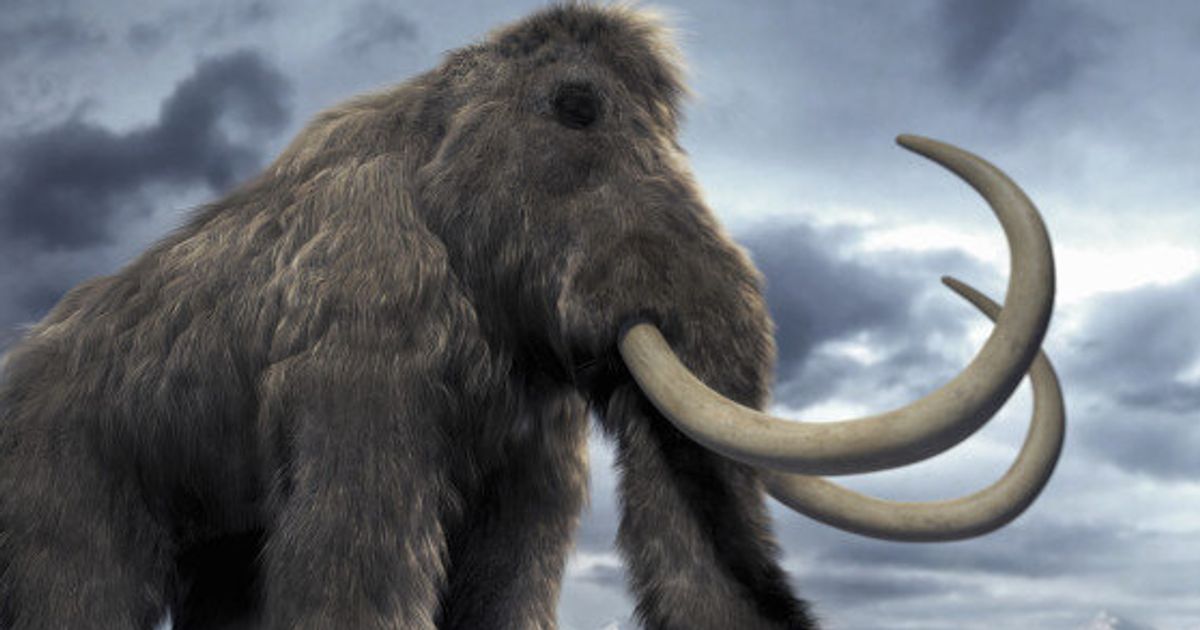 Welcome Back Woolly Mammoth?