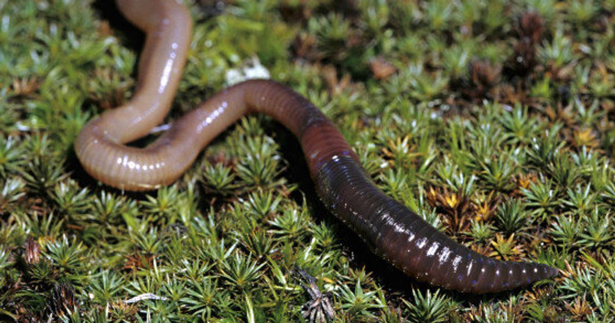 Earthworms A Menace To Alberta Forests, Says Worm Invasion Project