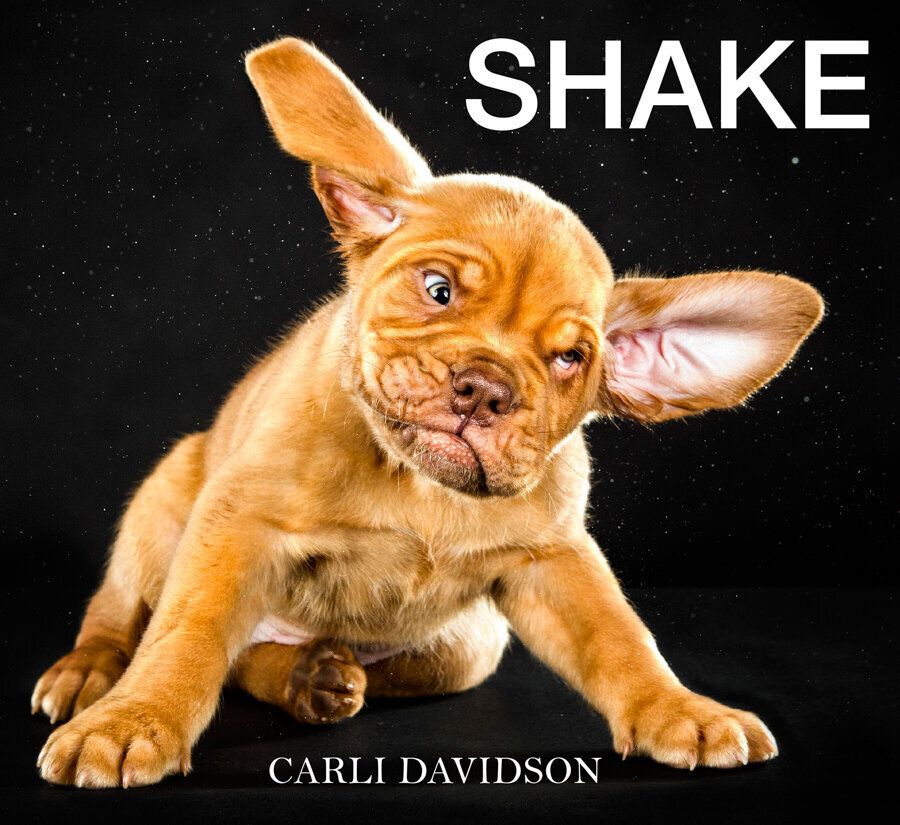 "Shake" Captures Dogs In Slow-Motion