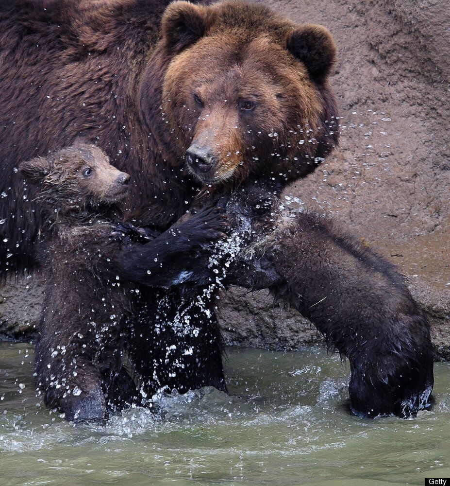 Медведь купается. Купание медвежат Бианки. Купание медведей. Медведь плавает.