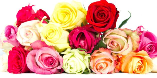 colorful roses, beautiful flower bouquet on white background