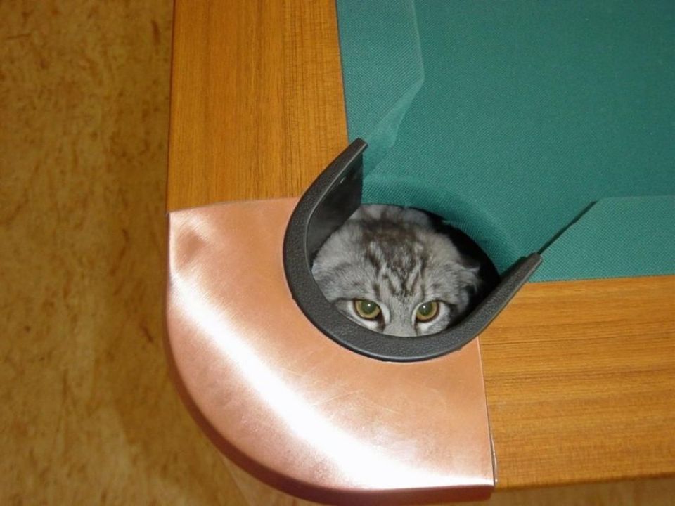 Pool Table Cat