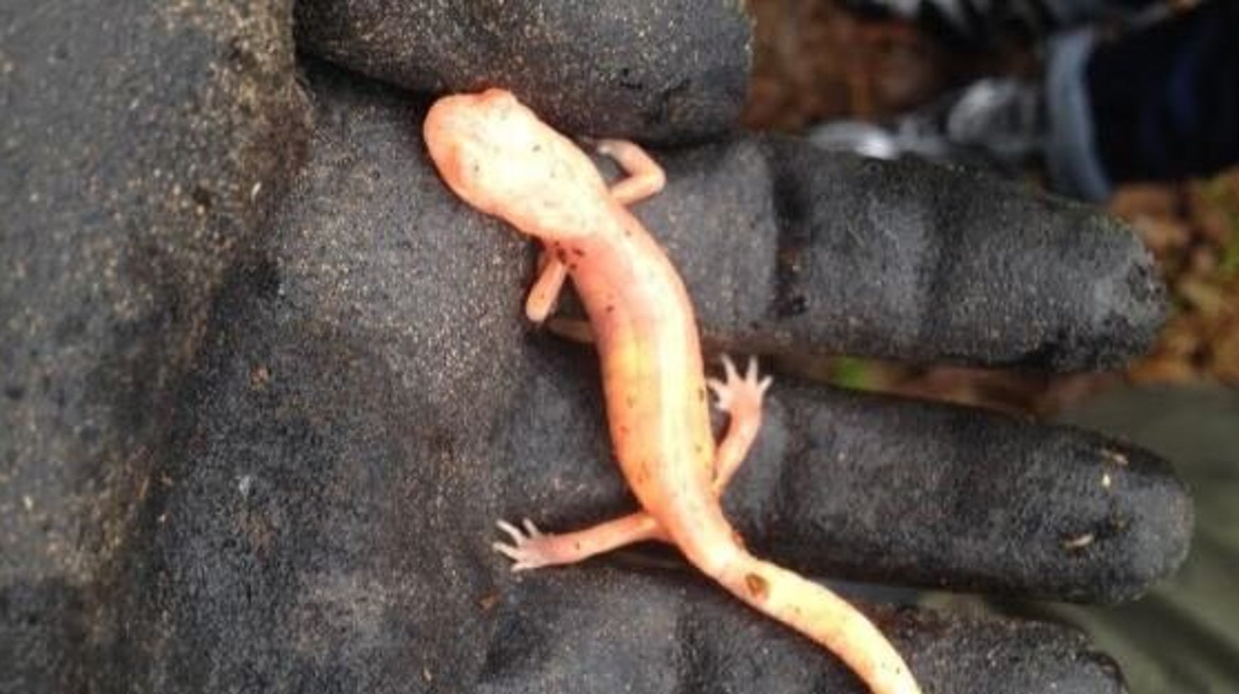 Rare Albino Salamander Spotted In Vancouver's Stanley Park (PHOTOS