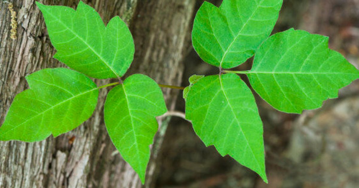 A Fungus May Soon Save You From The Poison Ivy Itch | HuffPost News