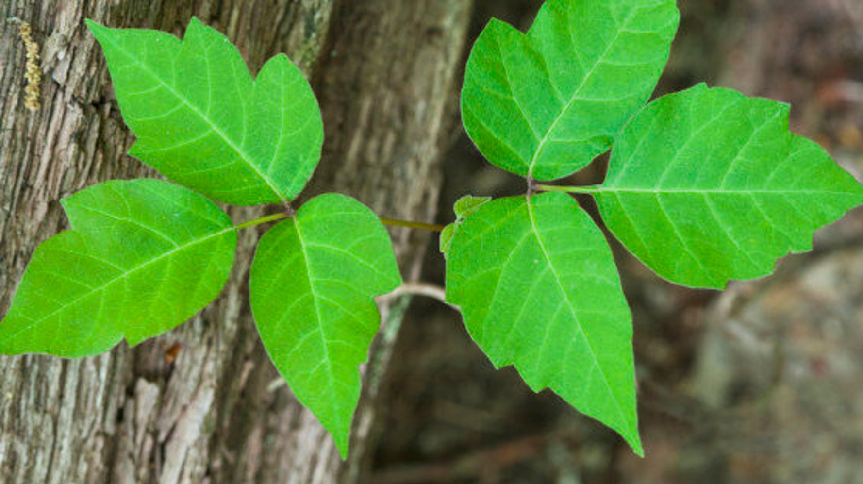 A Fungus May Soon Save You From The Poison Ivy Itch | HuffPost Canada News