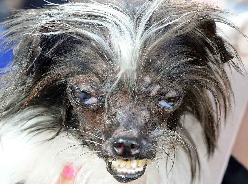 Meet Peanut The Winner Of The World s Ugliest Dog Contest PHOTOS