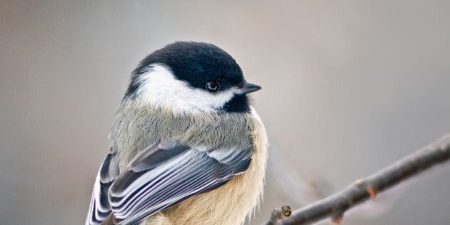 An undated photo provided by the Cornell Lab of Ornithology shows a Black-capped chickadee. A chickadee's two-note song and a song sparrow's trill can be subtly modified by low levels of PCBs, according to a study published this week in the journal PLOS ONE. (AP Photo/Shirley Gallant)