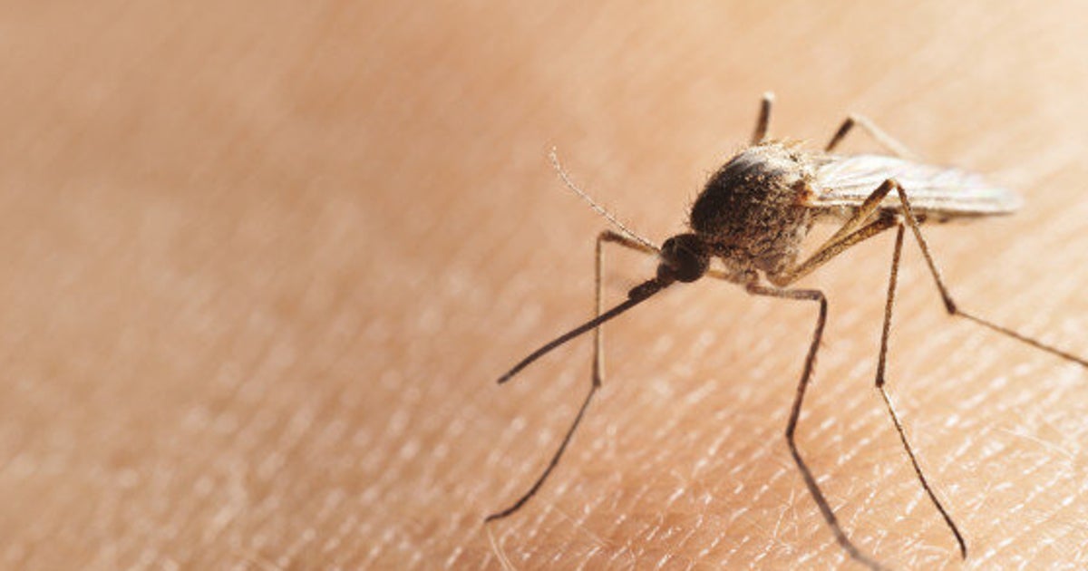 Edmonton Overrun With Mosquitoes HuffPost Alberta