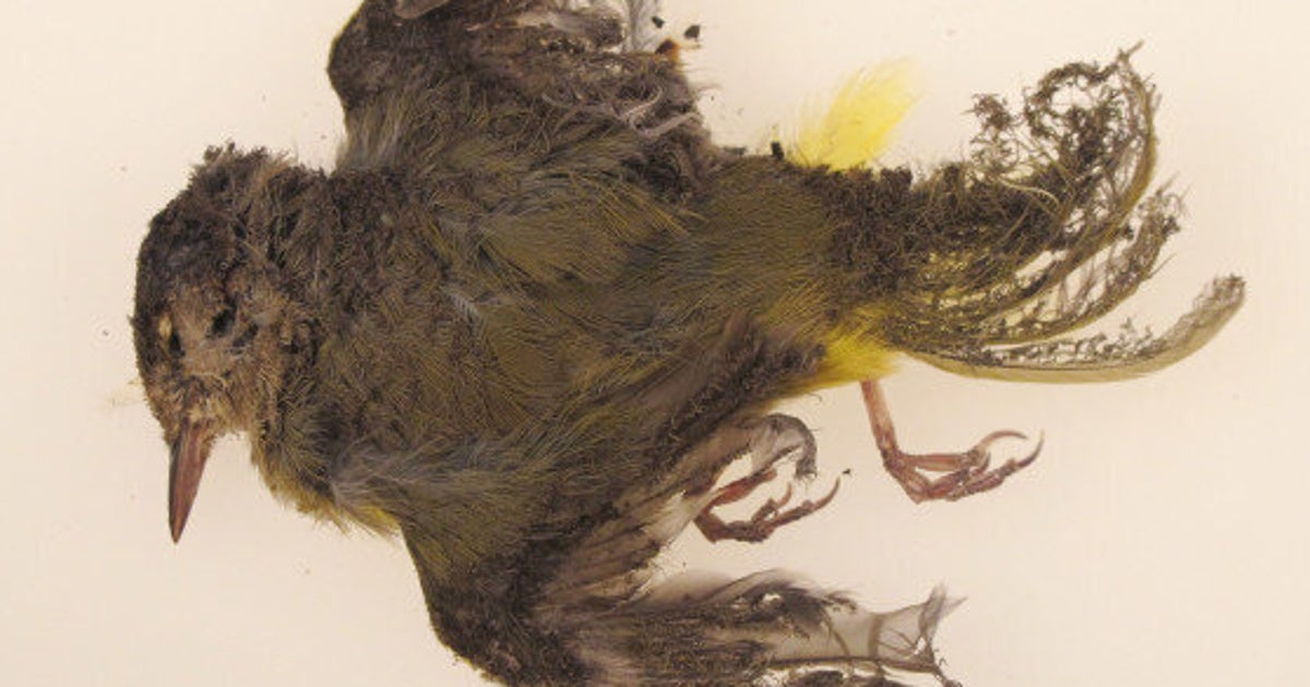 A Solar Plant Is Setting Birds On Fire In MidFlight (PHOTOS