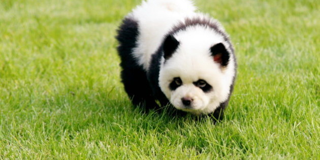 white dogs dressed as pandas