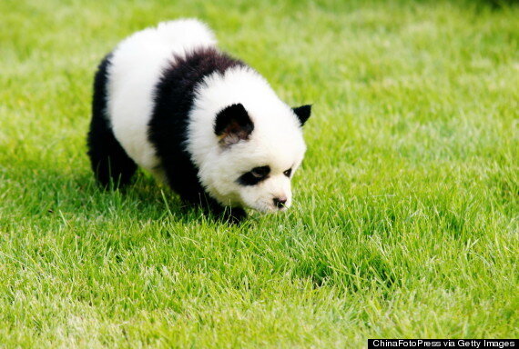 panda chow chows