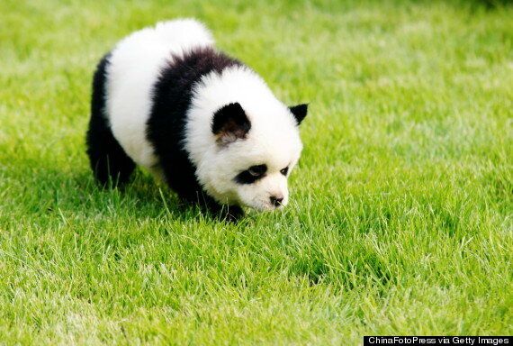 dog that looks like a panda