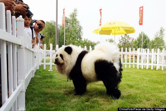Panda Dogs Are Dogs That Look Like Pandas Photos Huffpost Canada Life