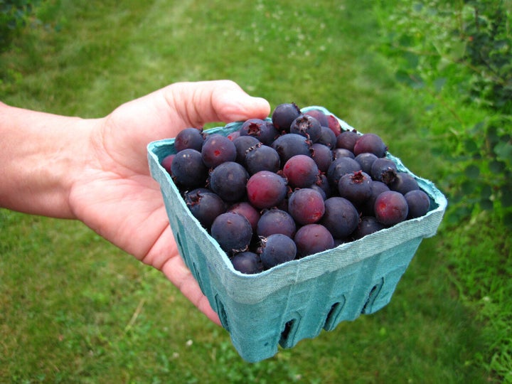 Saskatoon Berry Or Juneberry A Super Food War Is Brewing Between Canada And The U S Huffpost Canada Business