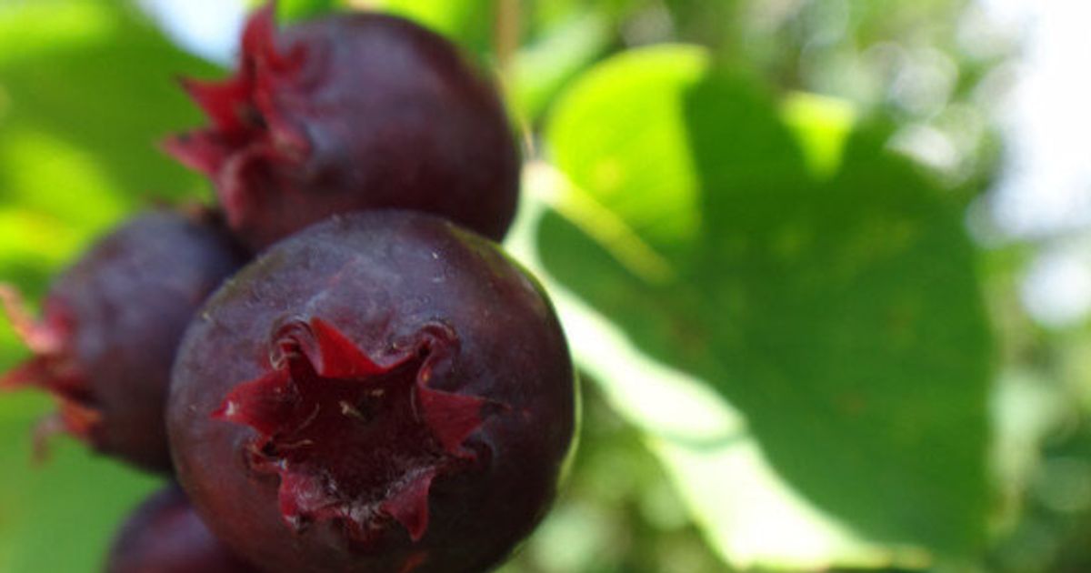Saskatoon Berry Or Juneberry A Super Food War Is Brewing Between Canada And The U S Huffpost Canada