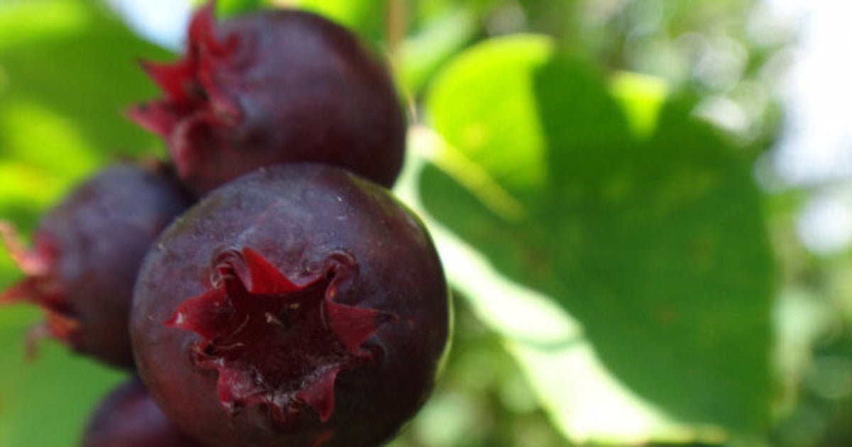 Saskatoon Berry Or Juneberry A Super Food War Is Brewing Between Canada And The U S Huffpost Canada