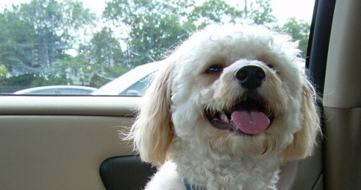 You Can Be Fined 500 For Leaving Your Dog In A Hot Car In Surrey