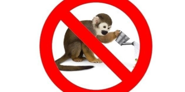 Telus Ditches Taxi, Ad Agency Behind Baby Animals Campaign | HuffPost Business Telus Ditches Taxi, Ad Agency Behind Baby Animals Campaign | HuffPost Business